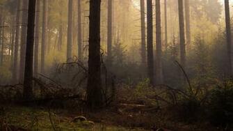 Dead Forest Trees Mist Wallpaper And Background