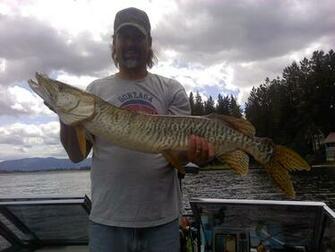 Muskie Wallpaper Lake Tiger