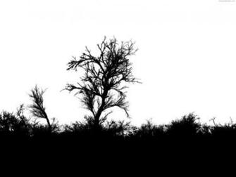 Horror Forest Background Psdgraphics