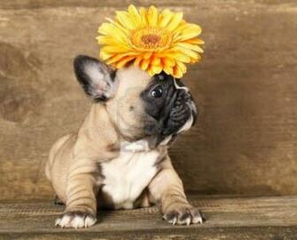 Bulldog Puppies Wallpaper Keywords Here