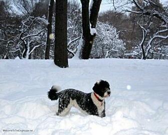 Snow Dog Wallpaper