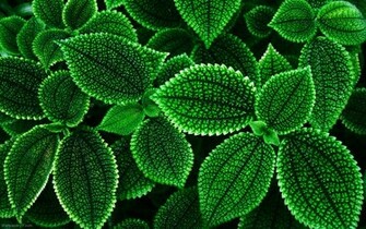 Exotic Green Flower Wallpaper Flowers Jpg