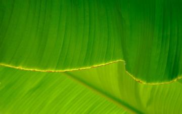 Green Leaf Photo Texture Leave Background