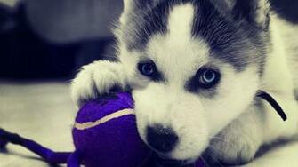 Baby Huskies Wallpaper Image