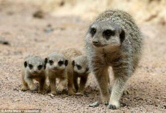 Image Cute Meerkat Babies Pc Android iPhone And iPad Wallpaper