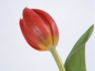 Single Flower Wallpaper