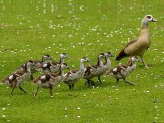 Egyptian Goose With Goslings Splendid Wallpaper HD