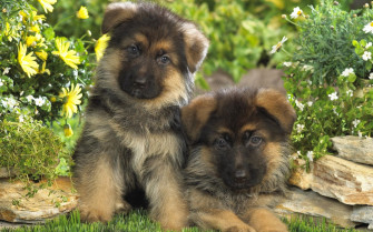 Animals