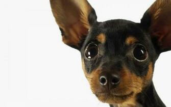 Pics Photos Miniature Pinscher Dogs Wallpaper