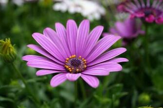 Flower Wallpaper Purple Flowers