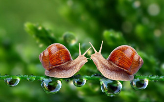 Serene Snail Symphony Wallpaper