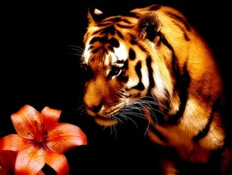 Tiger And Lily Wallpaper