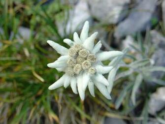 Edelweiss Flower Wallpaper Austria National Vir Gok