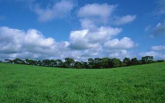 Country Wildfield Landscape Wallpaper Prints Posters