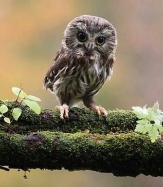 Cute Baby Owls Wallpaper Owl