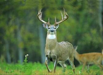 Deer Wallpaper