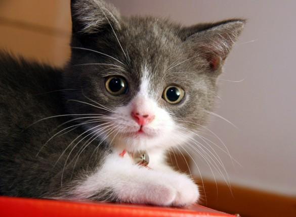 Cat Screensaver By Quickscreensavers