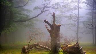 Dead Tree In A Foggy Forest Wallpaper Allwallpaper Pc