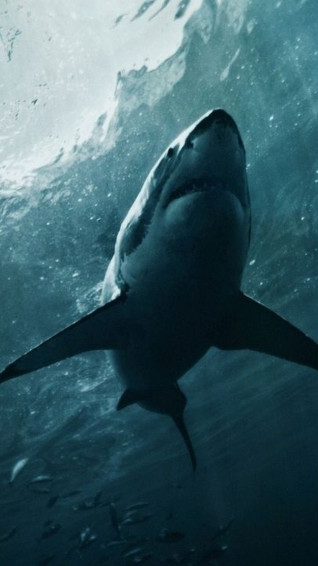 Shark Wallpaper On