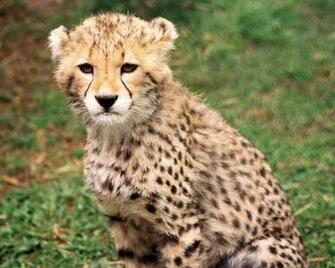 Animals Photos Wild Life Wallpaper Jungle World Dangerous Universe