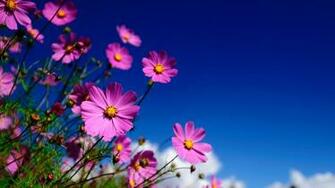 Flowers Wallpaper HD Widescreen Photo Collection