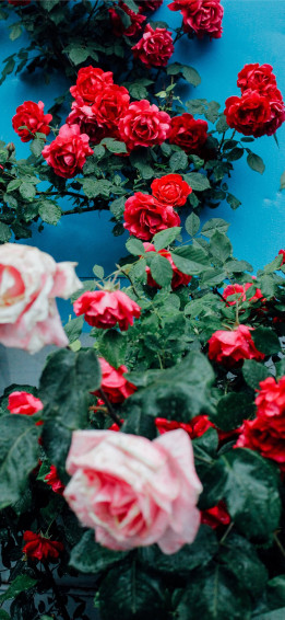 Id Azerbaijan Nature Rose And Colorful HD iPhone
