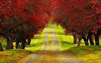 Trees Autumn Road Beautiful HD Wallpaper 3d Nature Tree