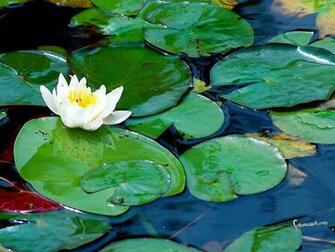 Lily Pad Wallpaper
