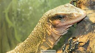 Reptile Wallpaper