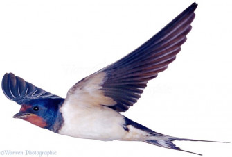 Swallow Bird Tattoos Barn White Background Image Wallpaper