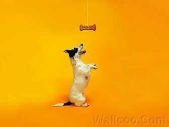 Funny Funky Cats Dogs Wallpaper