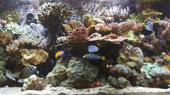 Bluscenes Coral Reef Aquarium Wallpaper