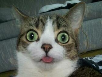 Derpy Cats