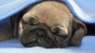 Pug Wallpaper