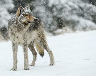 Wallpaper Loup MaximumwallHD
