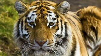 Wallpaper Tiger Face Striped Big Cat Full HD 1080p