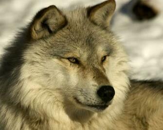 Animals On Winter Wallpaper