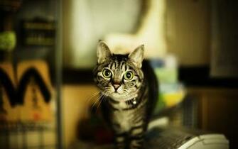 Cat Look Close Up HD Wallpaper