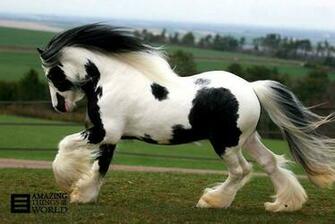 The Most Beautiful Horse Breed In World Poison5