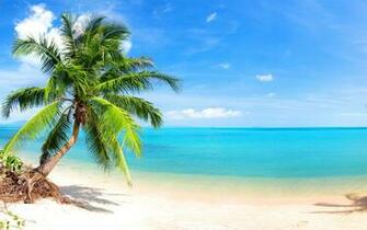 Palm Tree On Tropical Beach Full HD Wallpaper And