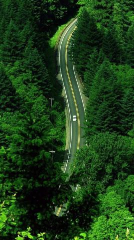 Green Forest iPhone Wallpaper HD