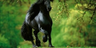 Friesian Horse Wallpaper