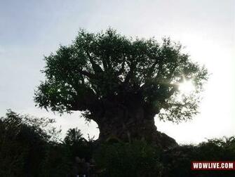Tree Of Life Desktop Wallpaper
