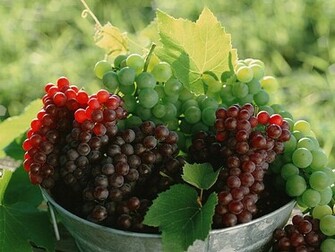 Grape Clusters Photos Bunch Of Grapes Vine Red Wine