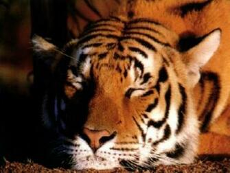 Tiger Wallpaper You Are Ing The Named It