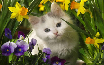 Baby Kitten Wallpaper