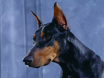 Dogs Wallpaper Doberman Pinscher Photos