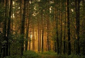 Pine Forest iPhone Wallpaper Trending Space
