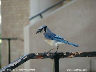 Blue Jays Toronto Jay Bird Flying