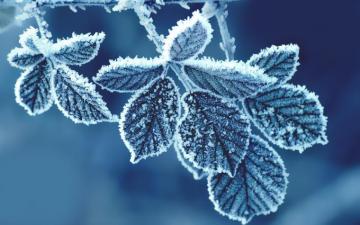 Leaf Frozen Wallpaper HD Desktop And Mobile Background